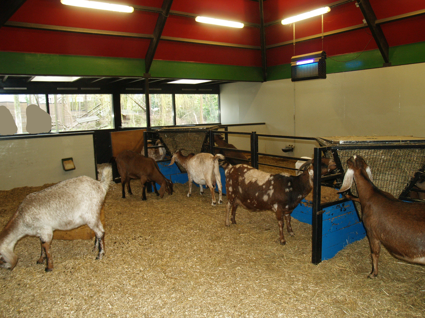 Petting zoo building - Indoor goat paddock, 2008-03-01
