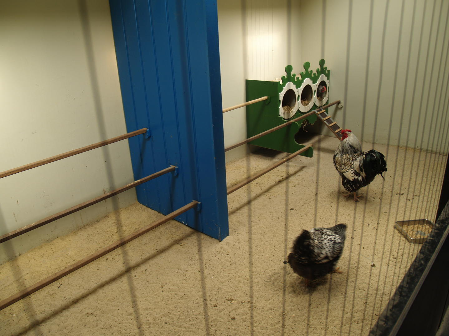 Petting zoo building - Wyandotte chicken coop, 2009-04-19