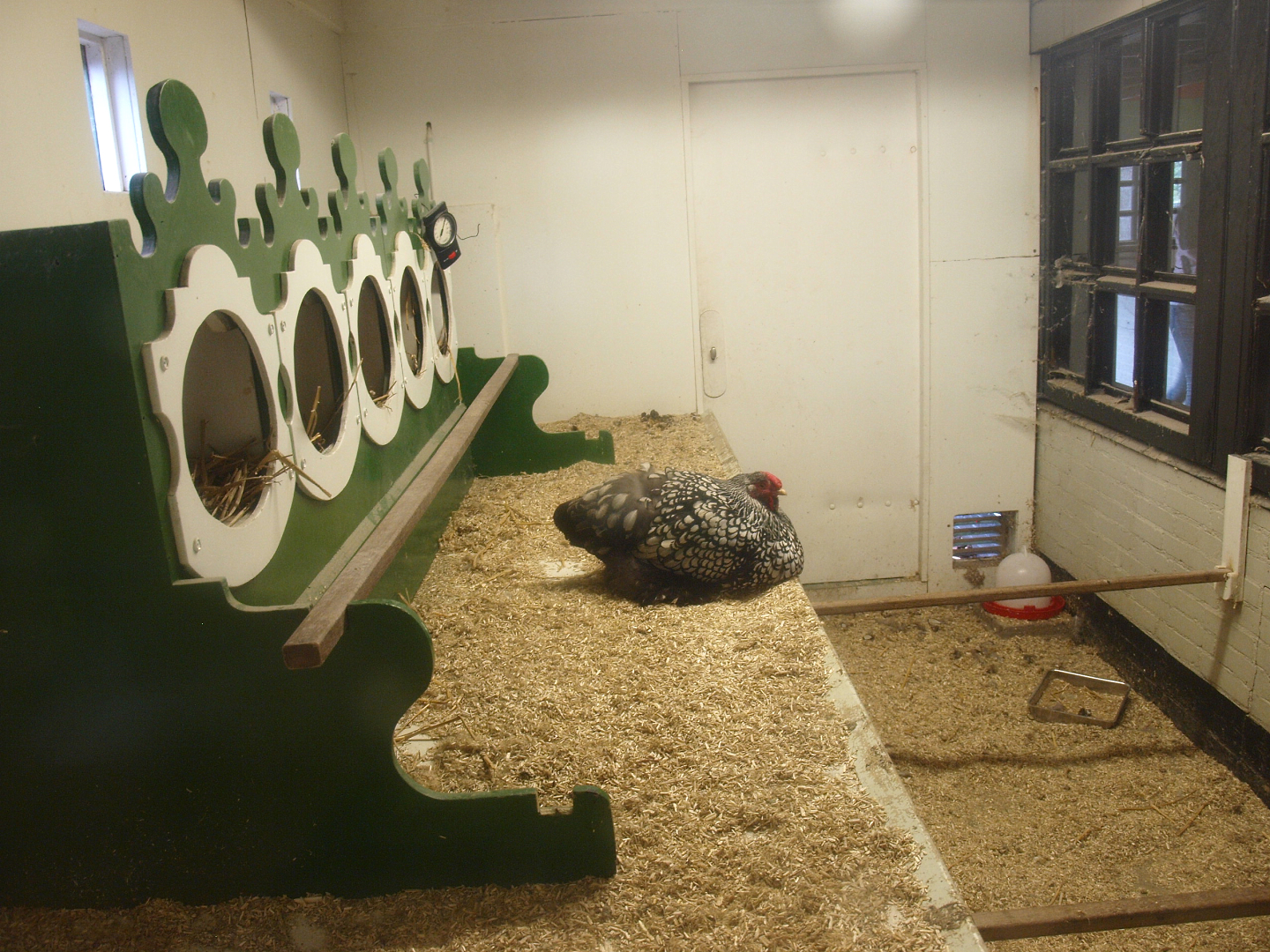 Petting zoo building - Wyandotte chicken coop, 2015-07-19