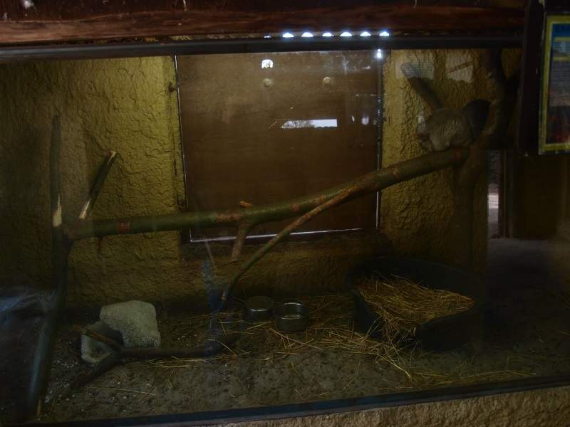 Petting zoo - chinchilla cage (April 19th, 2015)