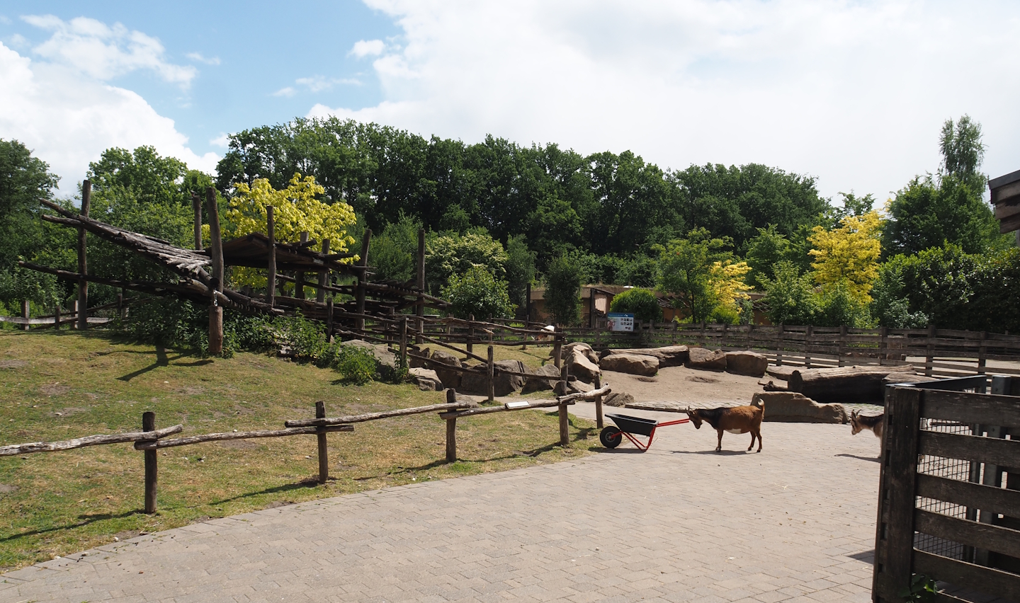 Petting zoo - Climbing structure in the pygmy goat paddock, 2025-05-22