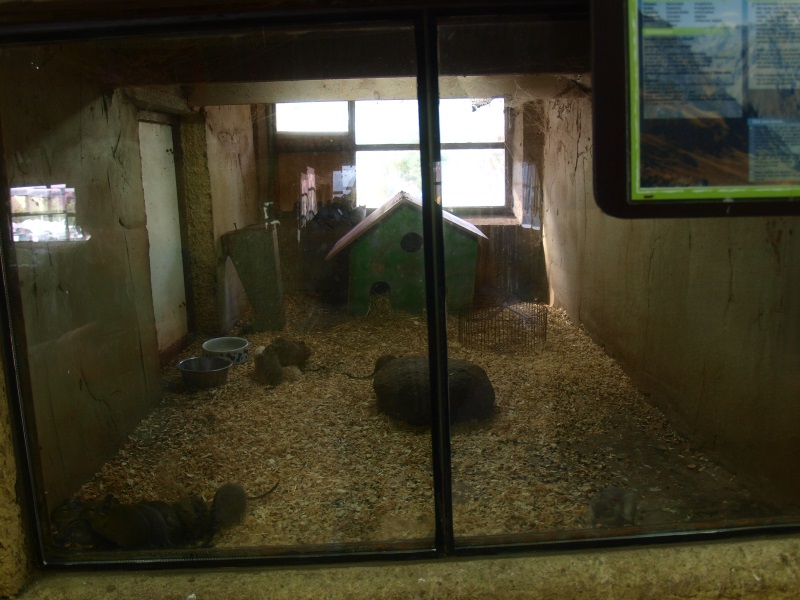 Petting zoo - degu cage (April 19th, 2015)