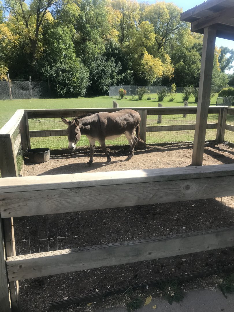 Petting Zoo- Domestic Donkey Exhibit