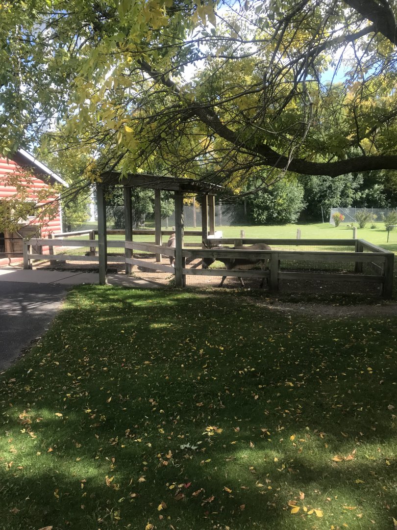 Petting Zoo- Domestic Donkey Exhibit