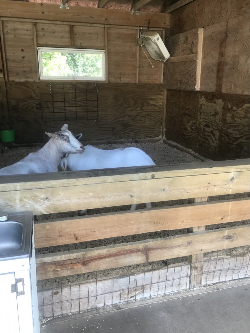 Petting Zoo- Domestic Goat Exhibit