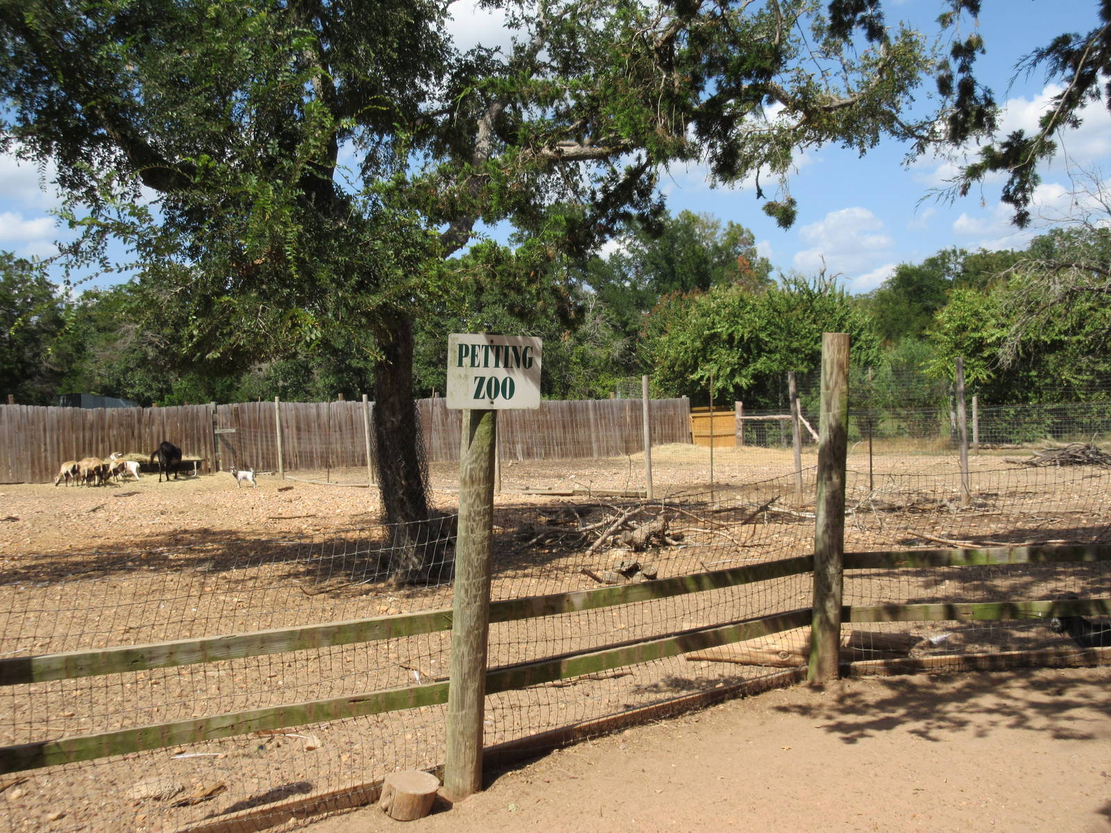 Petting Zoo - domestic goats