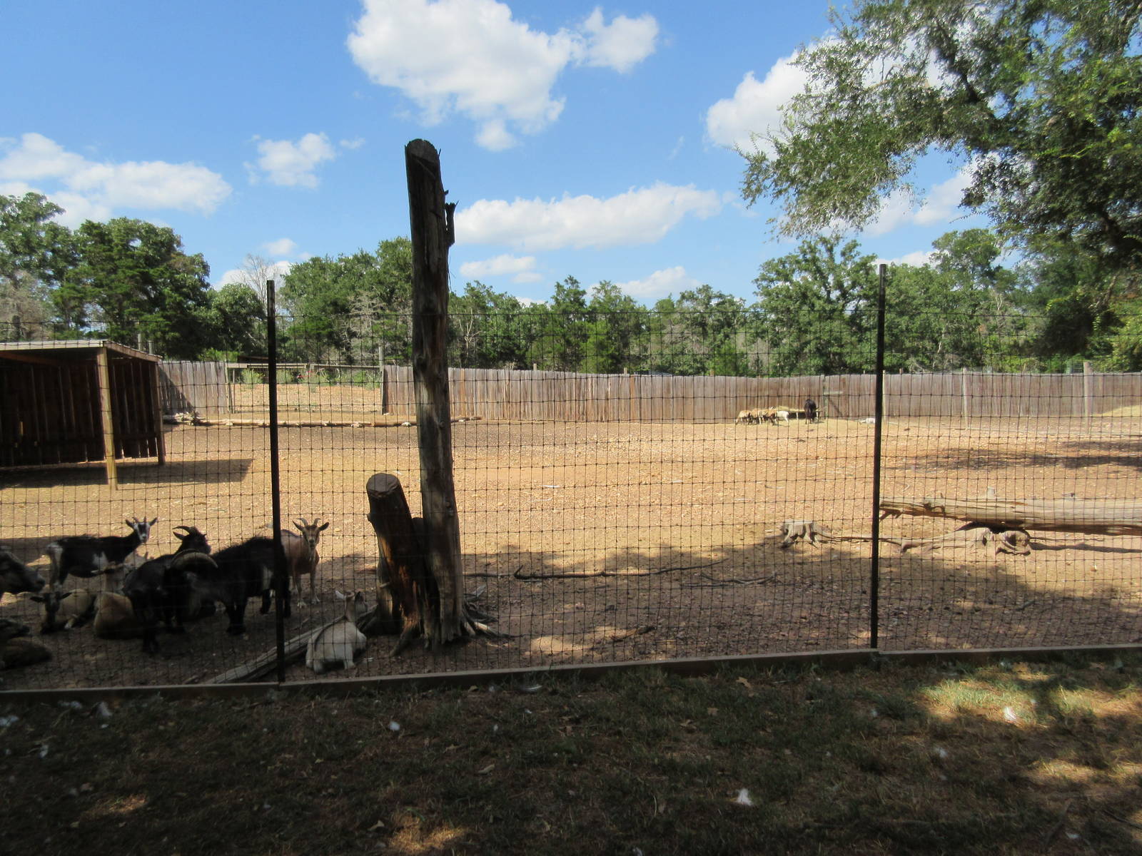 Petting Zoo - domestic goats