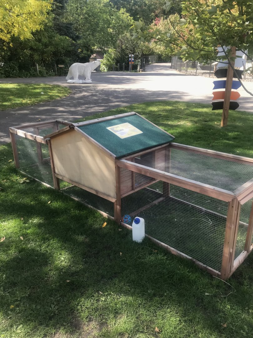 Petting Zoo- Domestic Rabbit Exhibit
