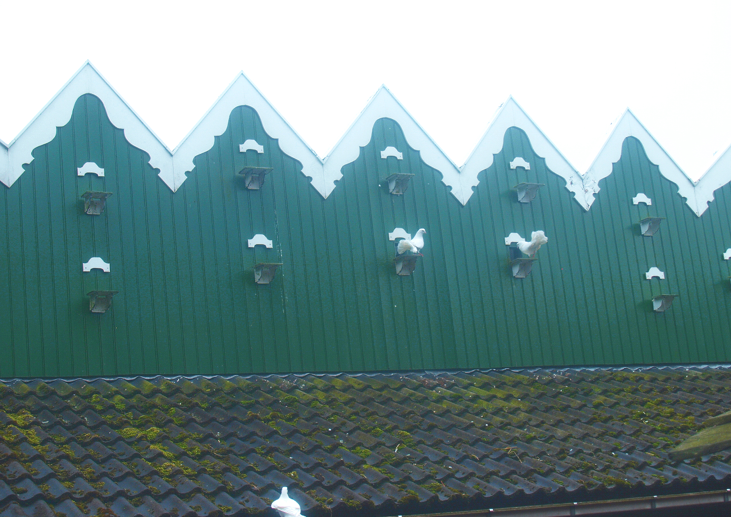 Petting zoo - Dovecote for fantail pigeons, 2015-07-19