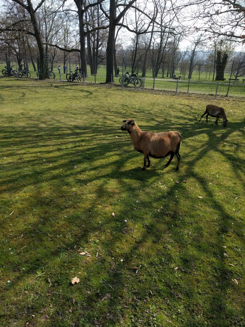 Petting Zoo Enclosure