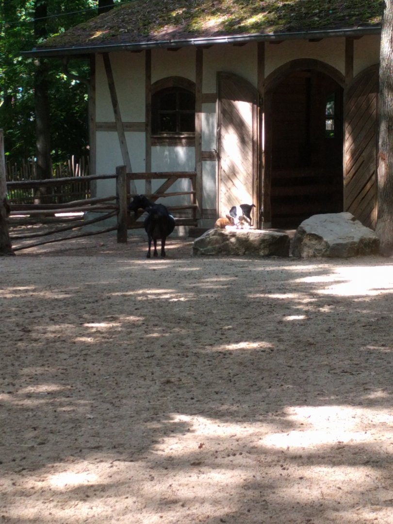 Petting Zoo Enclosure