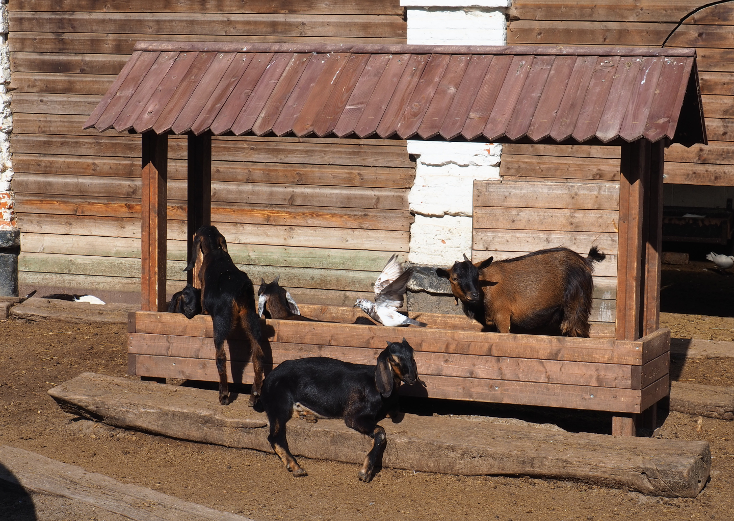 Petting zoo feeder, 2022-06-28