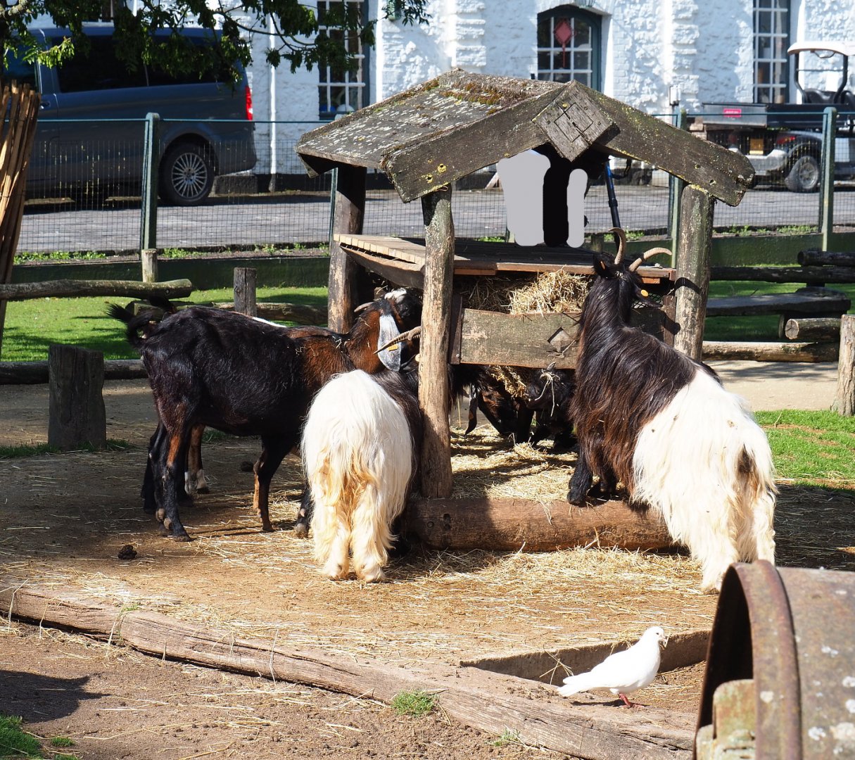 Petting zoo feeder, 2022-06-28