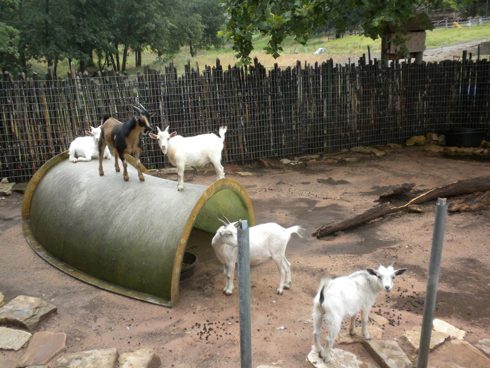 Petting Zoo Goats