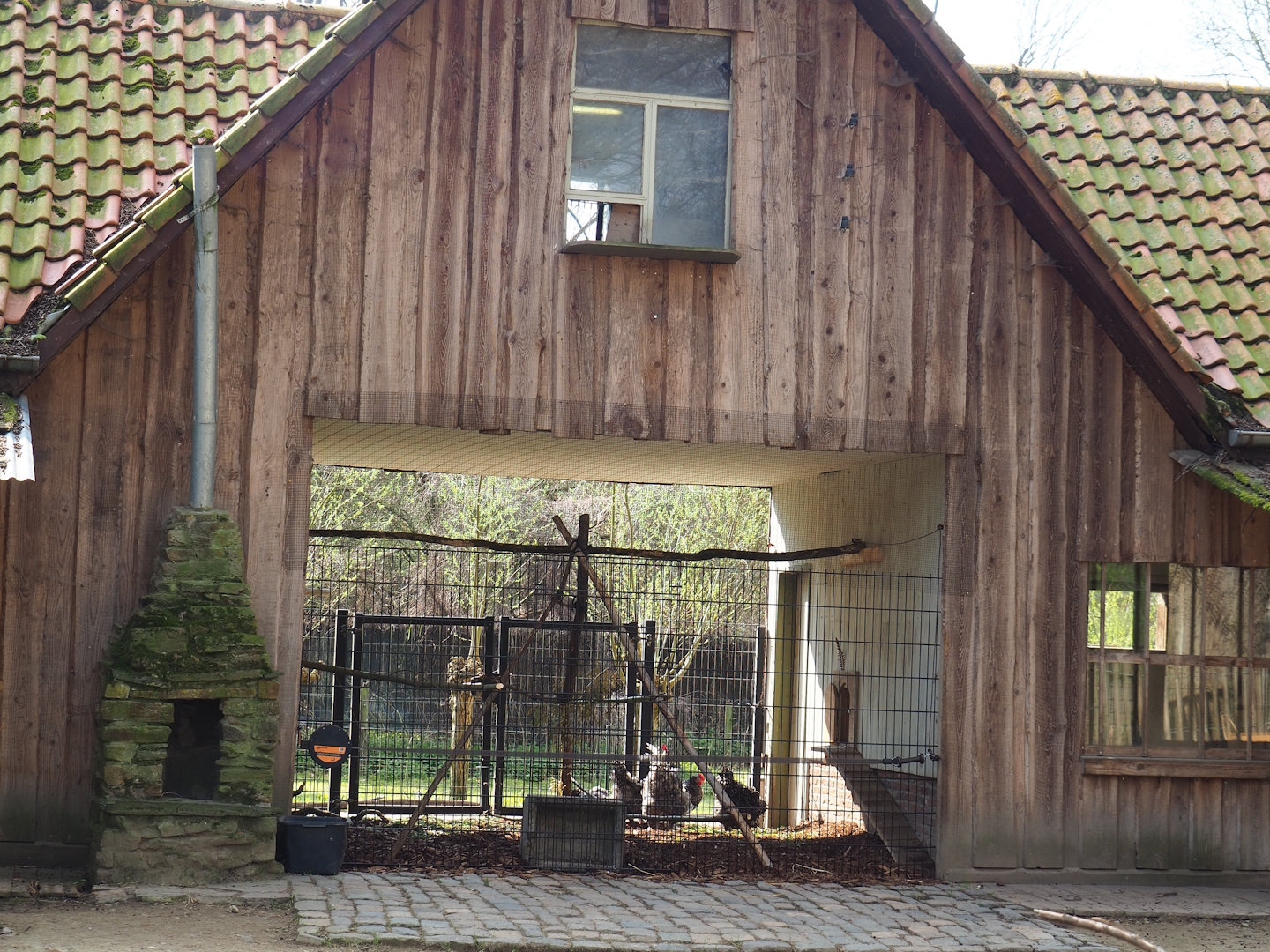 Petting zoo - Holding aviary for Malines cuckoo chickens during avian influenza periods, 2023-04-18