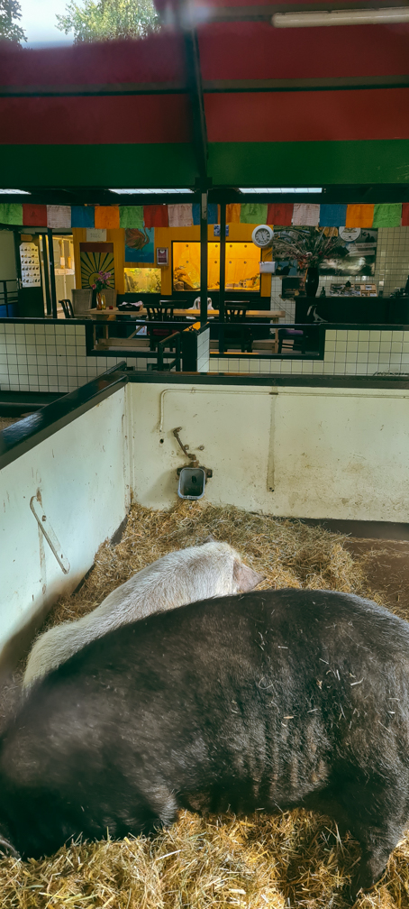 Petting zoo - indoor area