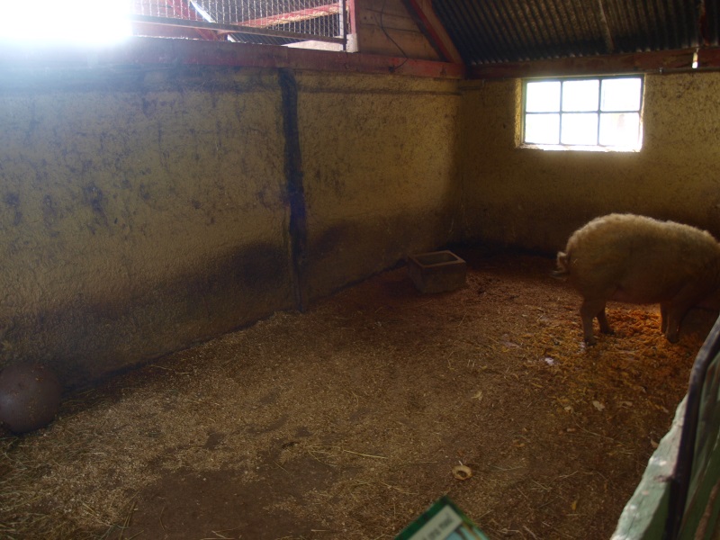 Petting zoo - Mangalitsa pig pen (April 19th, 2015)