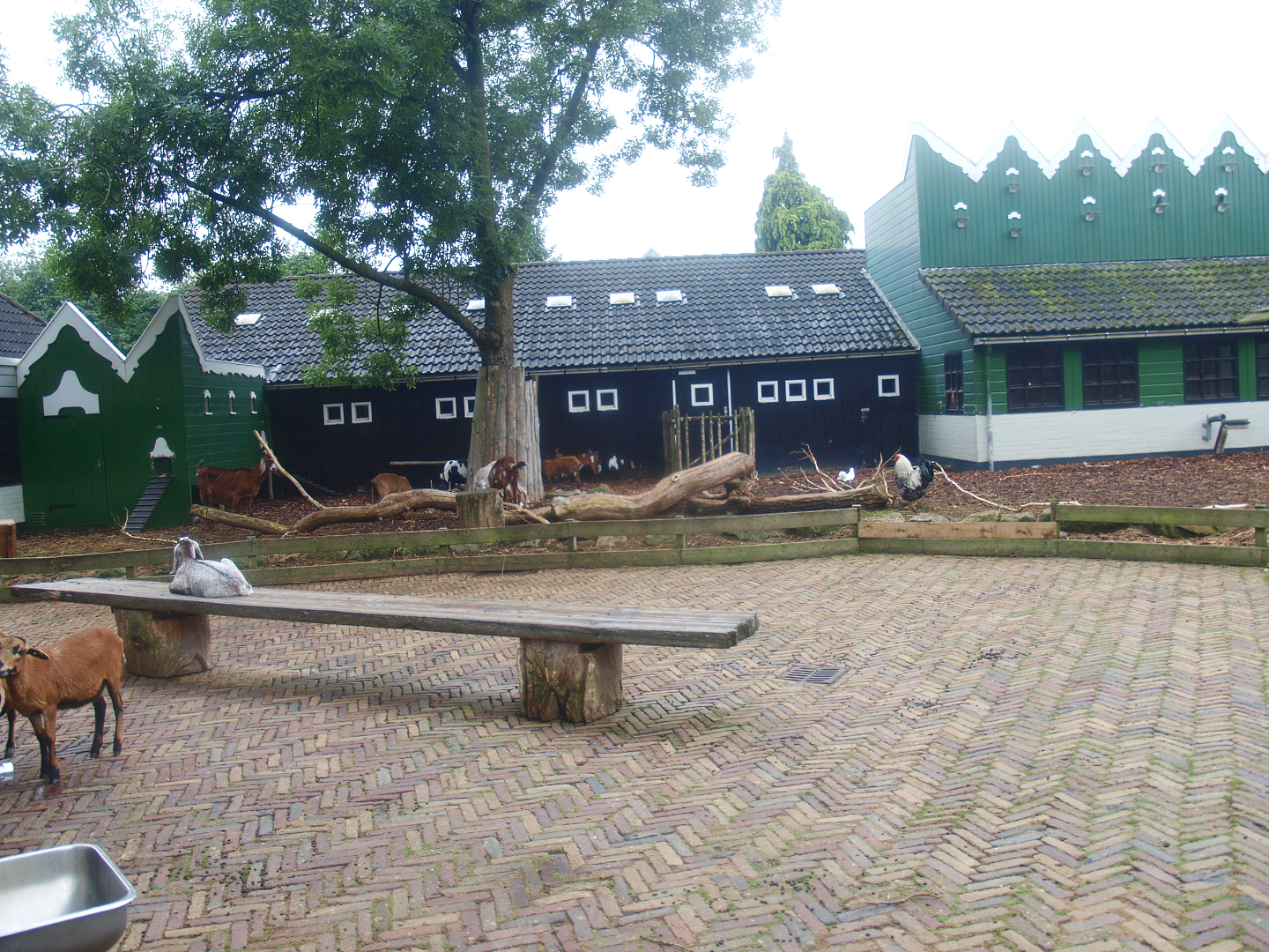 Petting zoo paddock, 2015-07-19