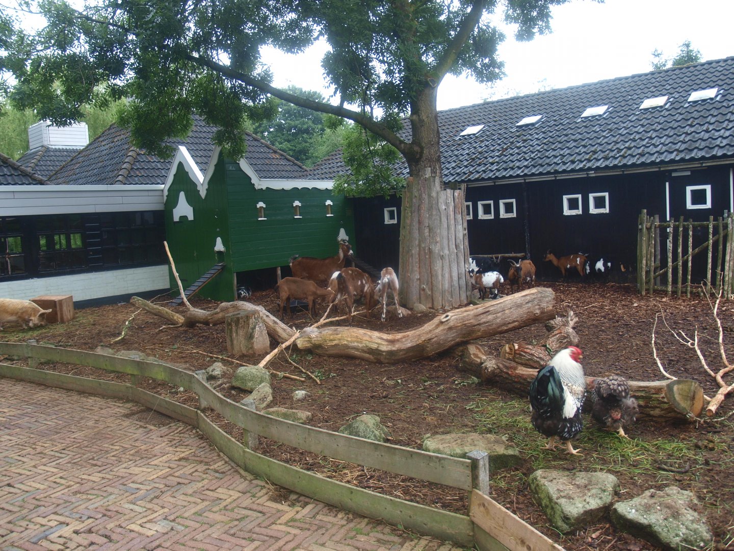 Petting zoo paddock, 2015-07-19