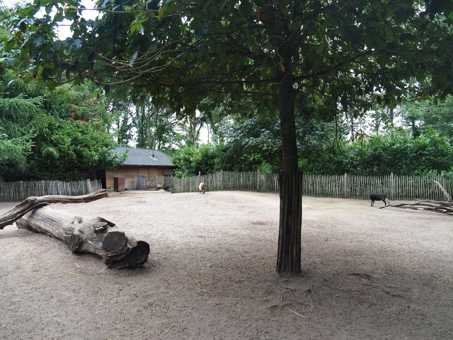 Petting zoo paddock, 2019-08-11