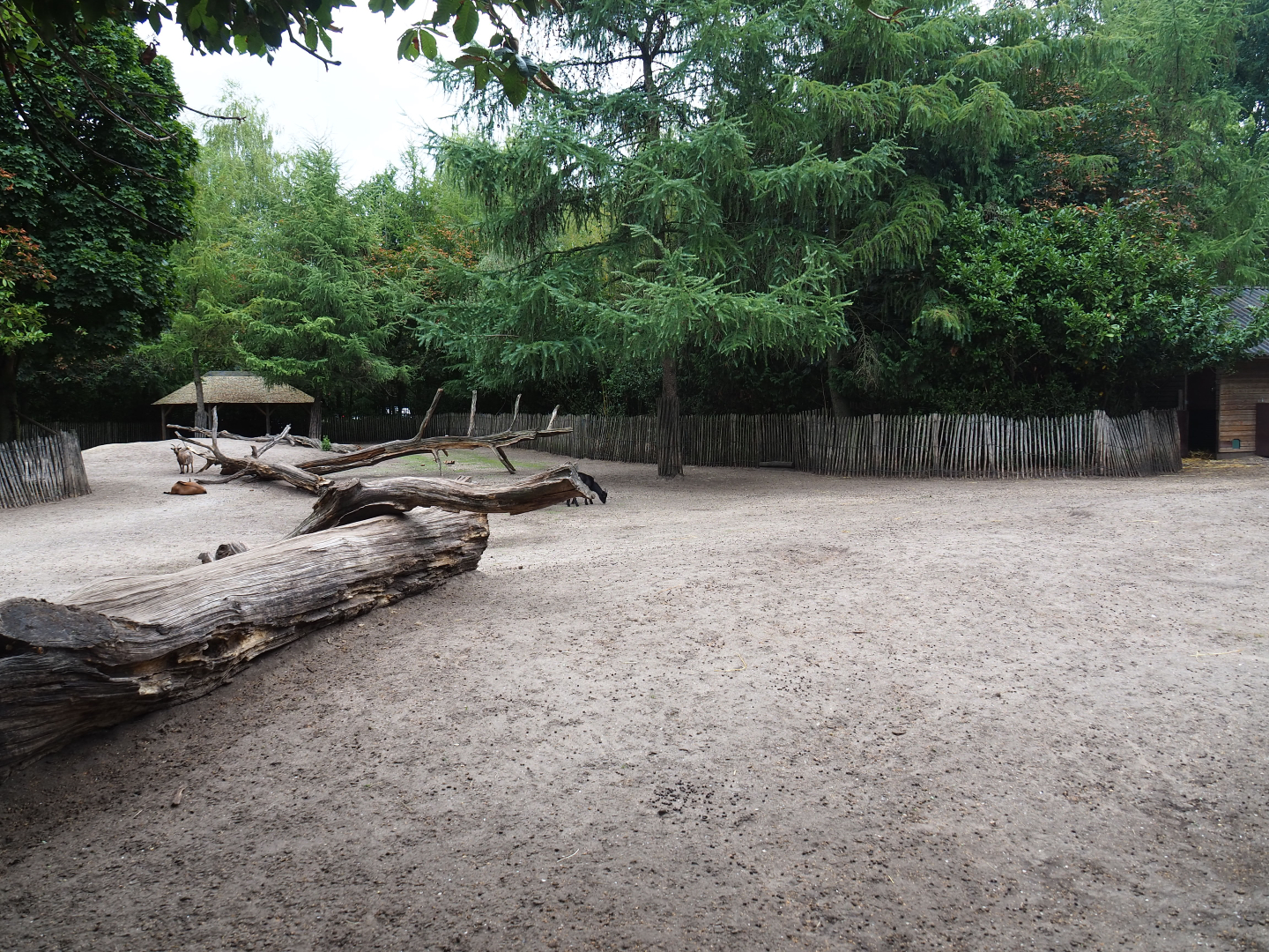 Petting zoo paddock, 2019-08-11