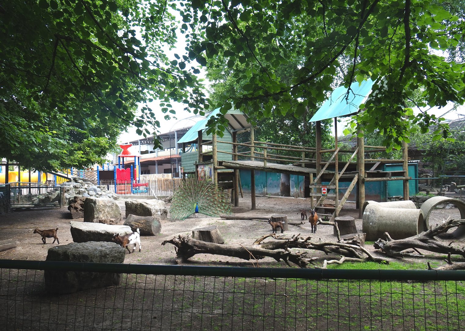 Petting zoo paddock, 2021-06-15