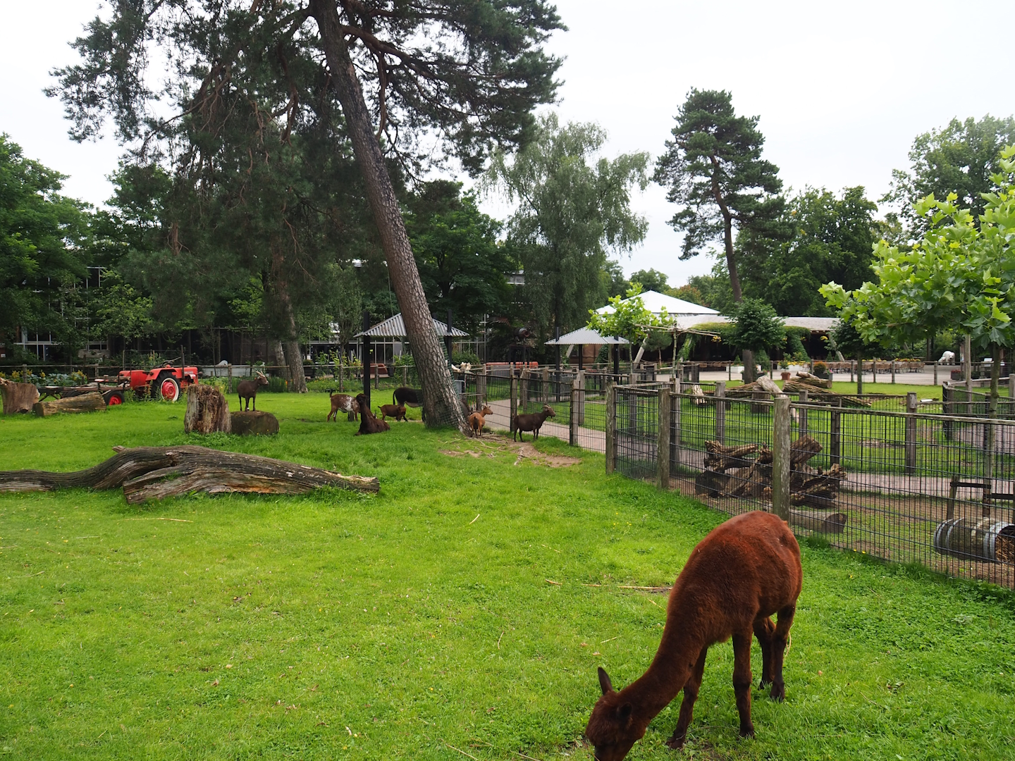 Petting zoo paddock, 2023-08-17