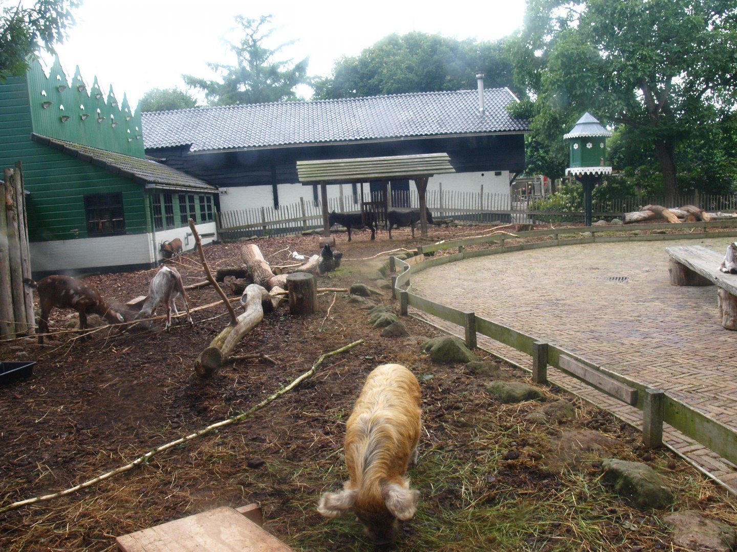 Petting zoo paddock, seen from inside the petting zoo building, 2015-07-19