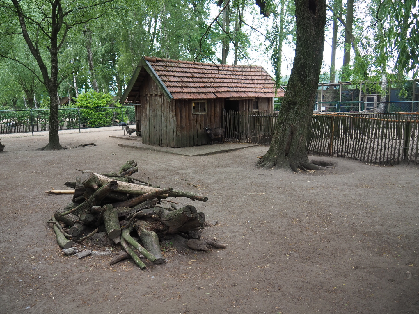 Petting zoo paddock with pygmy goats, chickens and crowned cranes, 2019-05-25