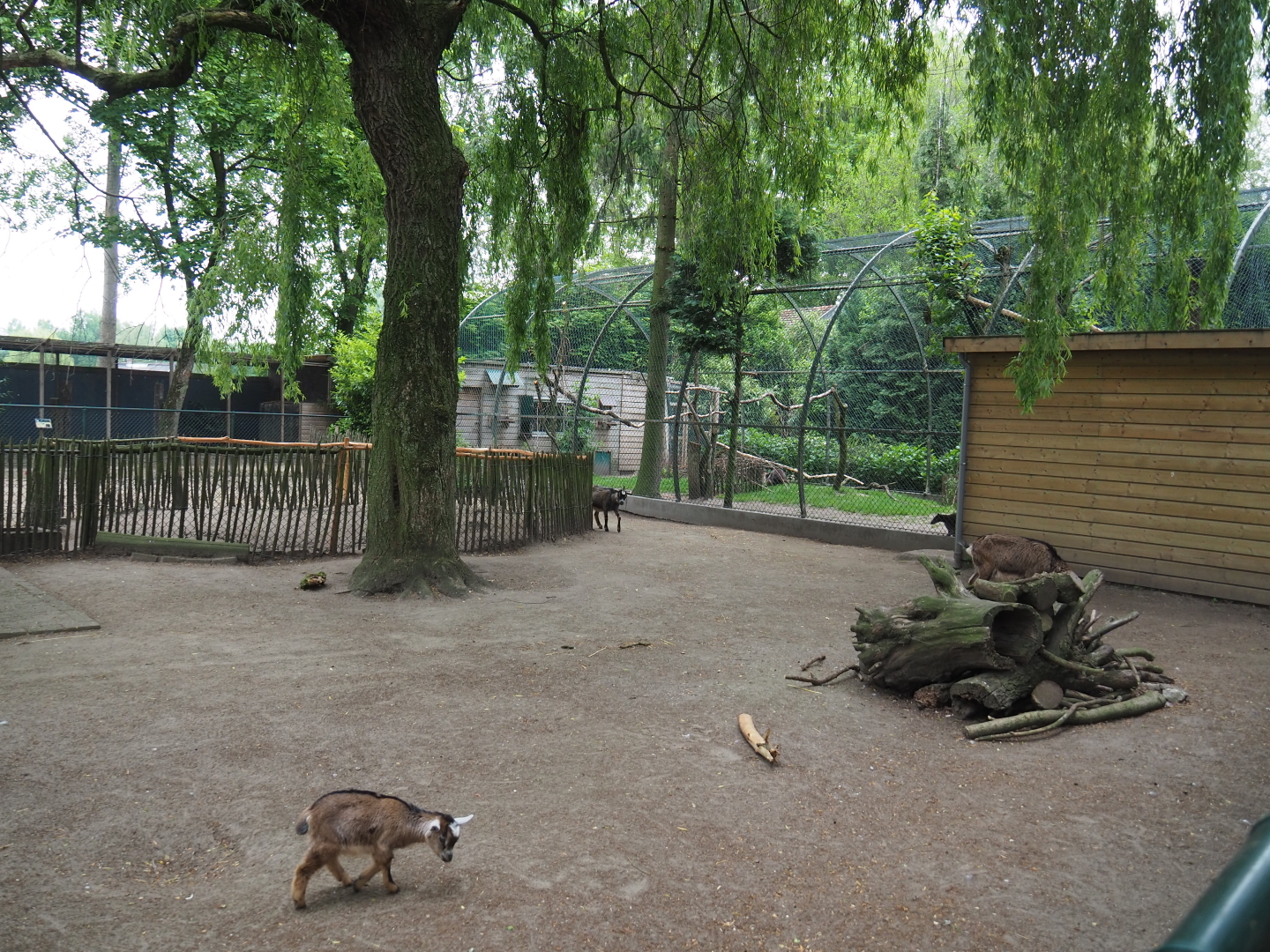 Petting zoo paddock with pygmy goats, chickens and crowned cranes, 2019-05-25