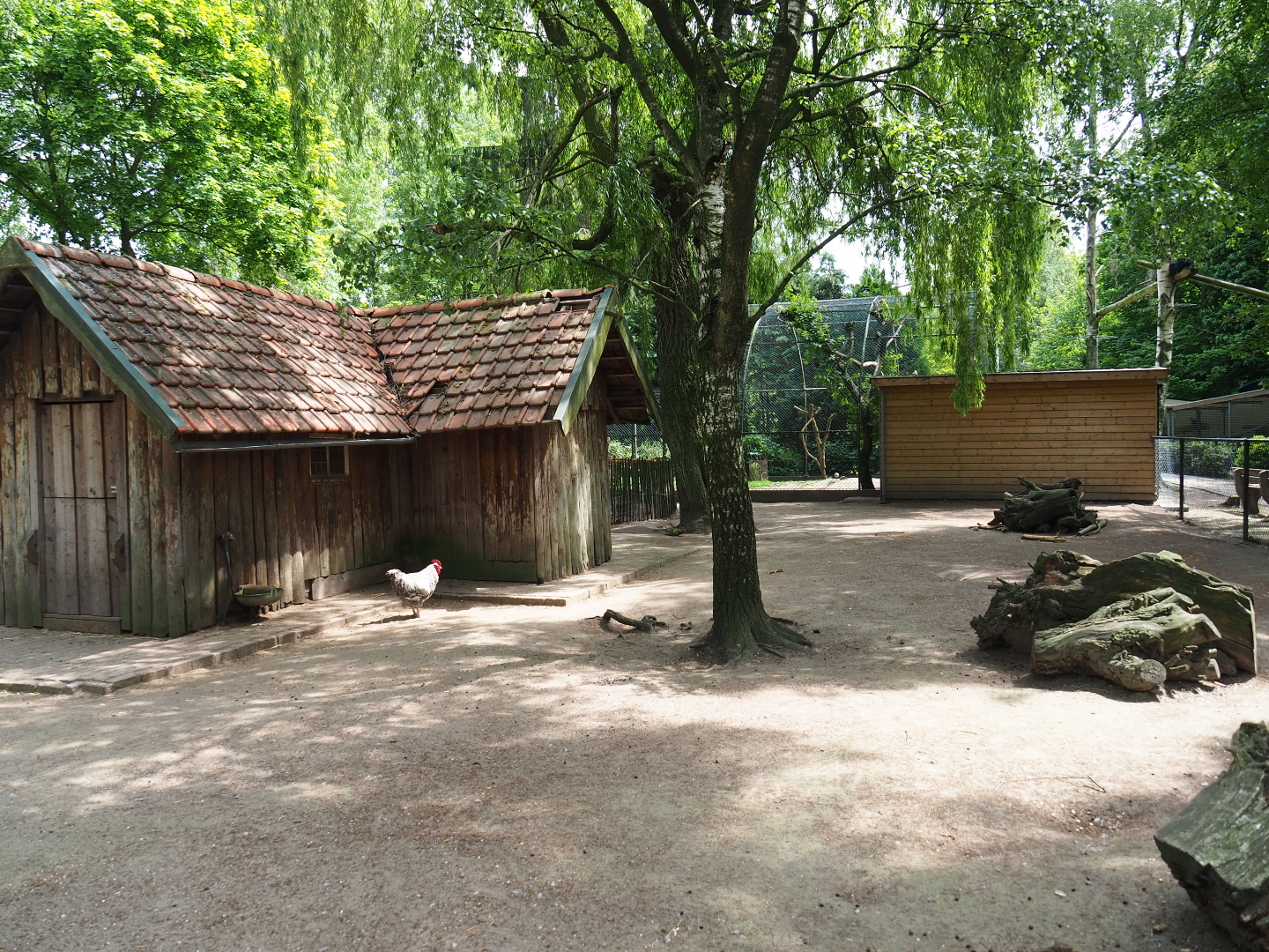 Petting zoo paddock with pygmy goats, chickens and crowned cranes, 2019-05-25