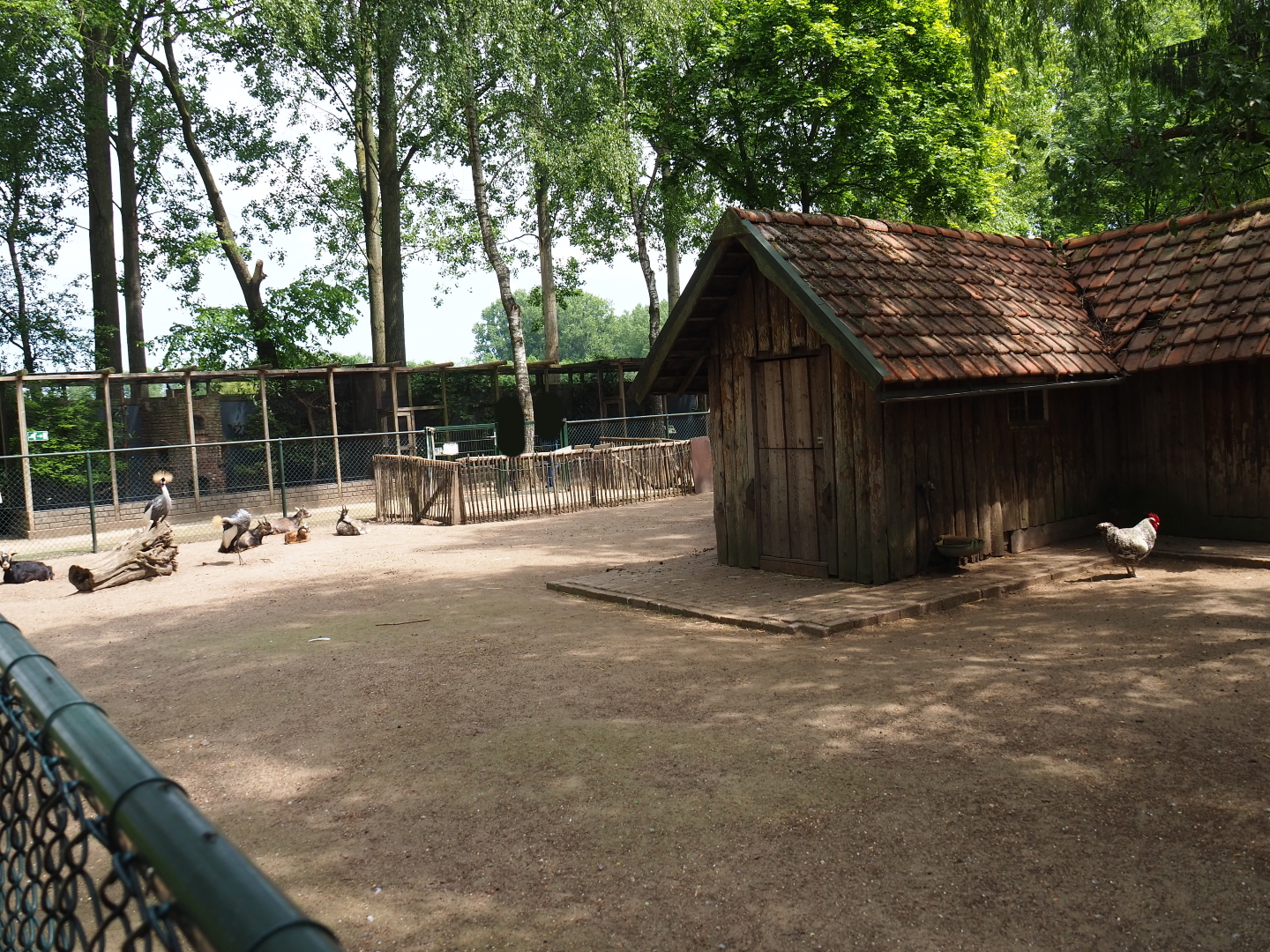 Petting zoo paddock with pygmy goats, chickens and crowned cranes, 2019-05-25