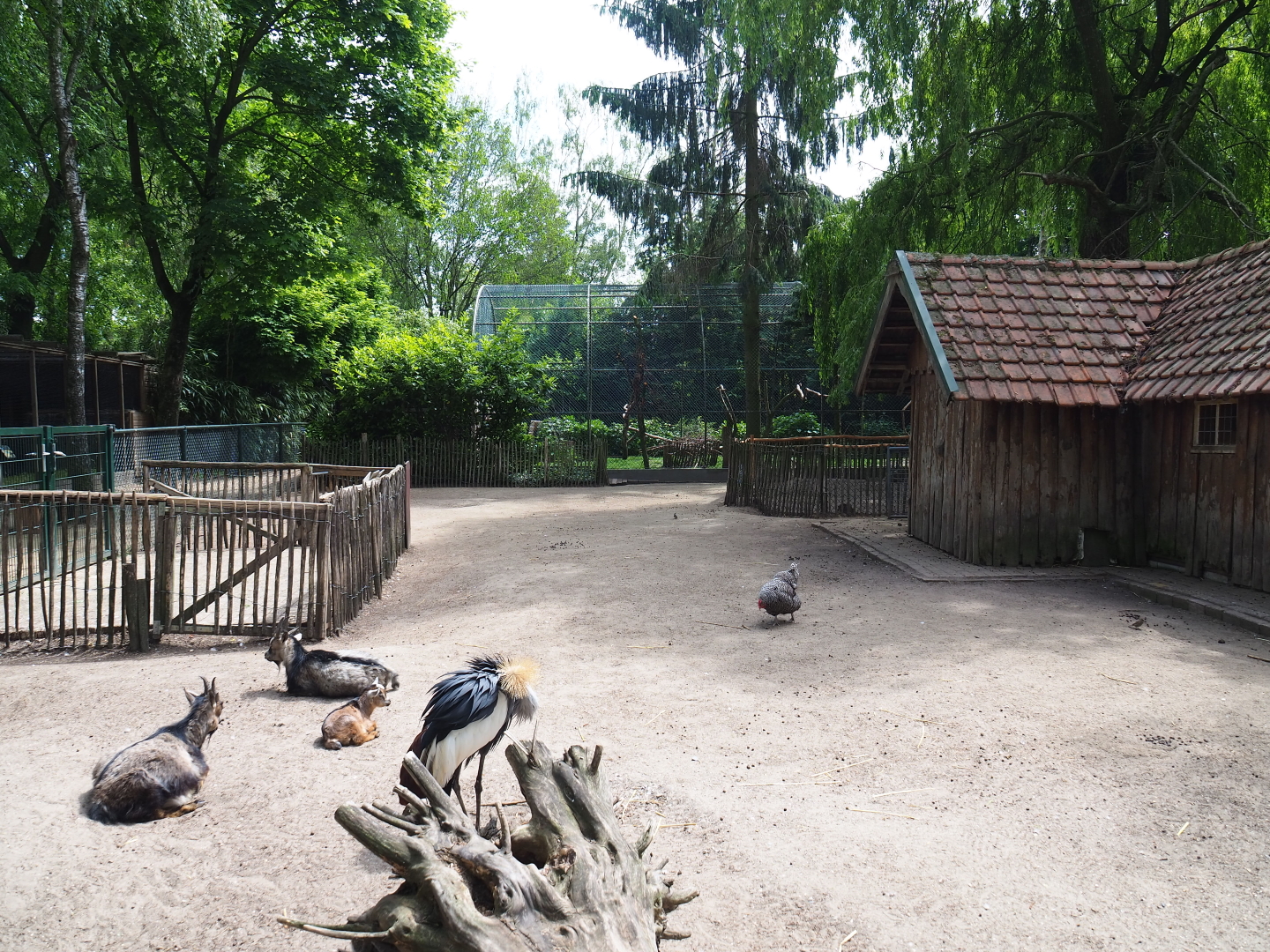 Petting zoo paddock with pygmy goats, chickens and crowned cranes, 2019-05-25