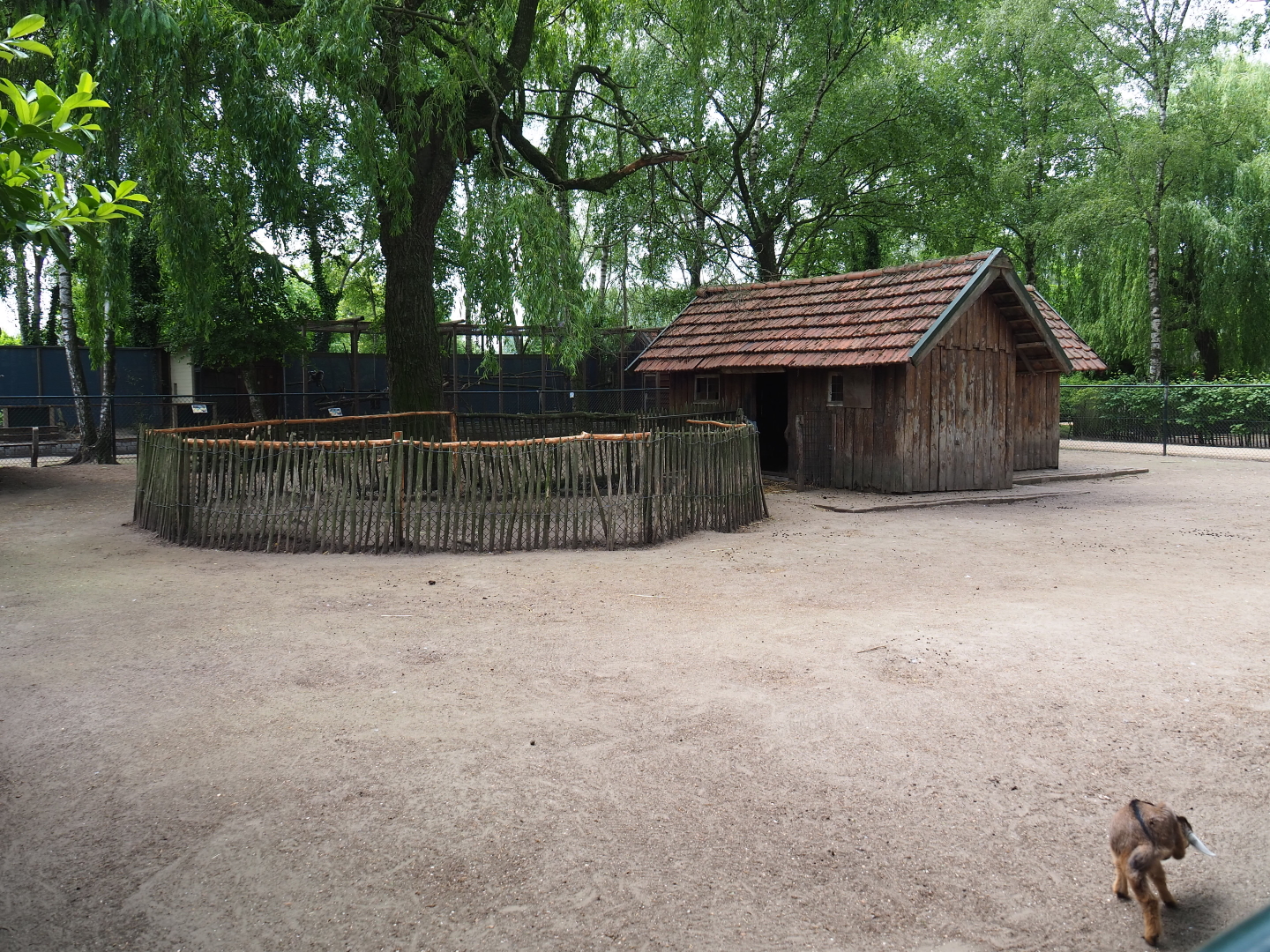 Petting zoo paddock with pygmy goats, chickens and crowned cranes, 2019-05-25