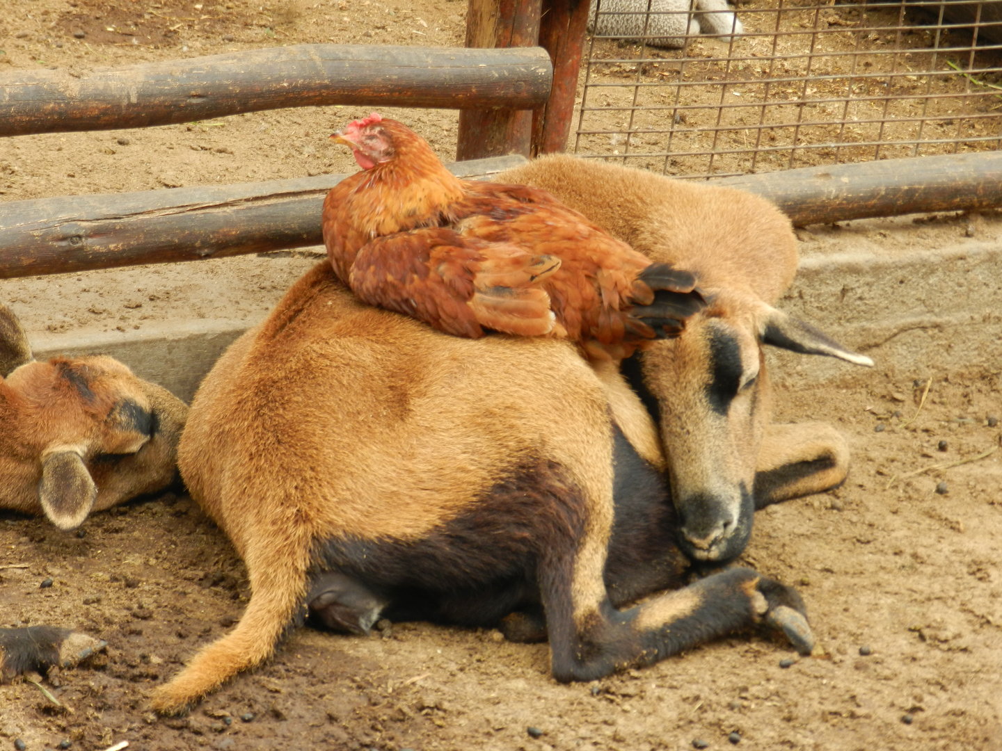 Petting zoo - Parque Zoológico Huachipa