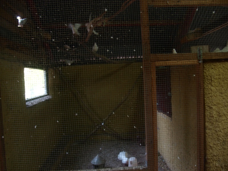 Petting zoo - pigeon aviary (April 19th, 2015)