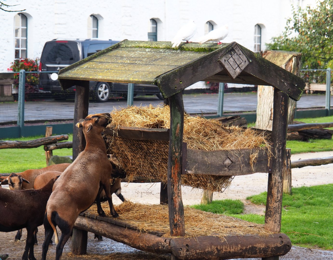 Petting zoo pygmy goat feeder, 2019-10-04