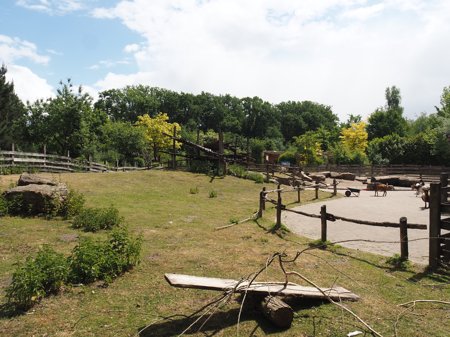 Petting zoo - Pygmy goat paddock, 2025-05-22