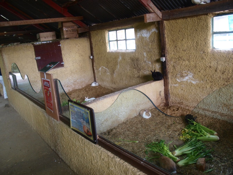 Petting zoo - rabbit pens (April 19th, 2015)