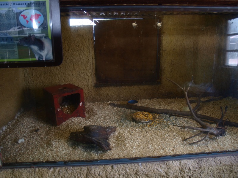 Petting zoo - rat cage (April 19th, 2015)