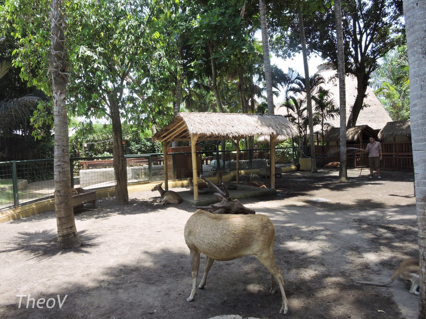 Petting zoo (wallaby, sitatunga, rusa, muntjac and rabbit) [2016]