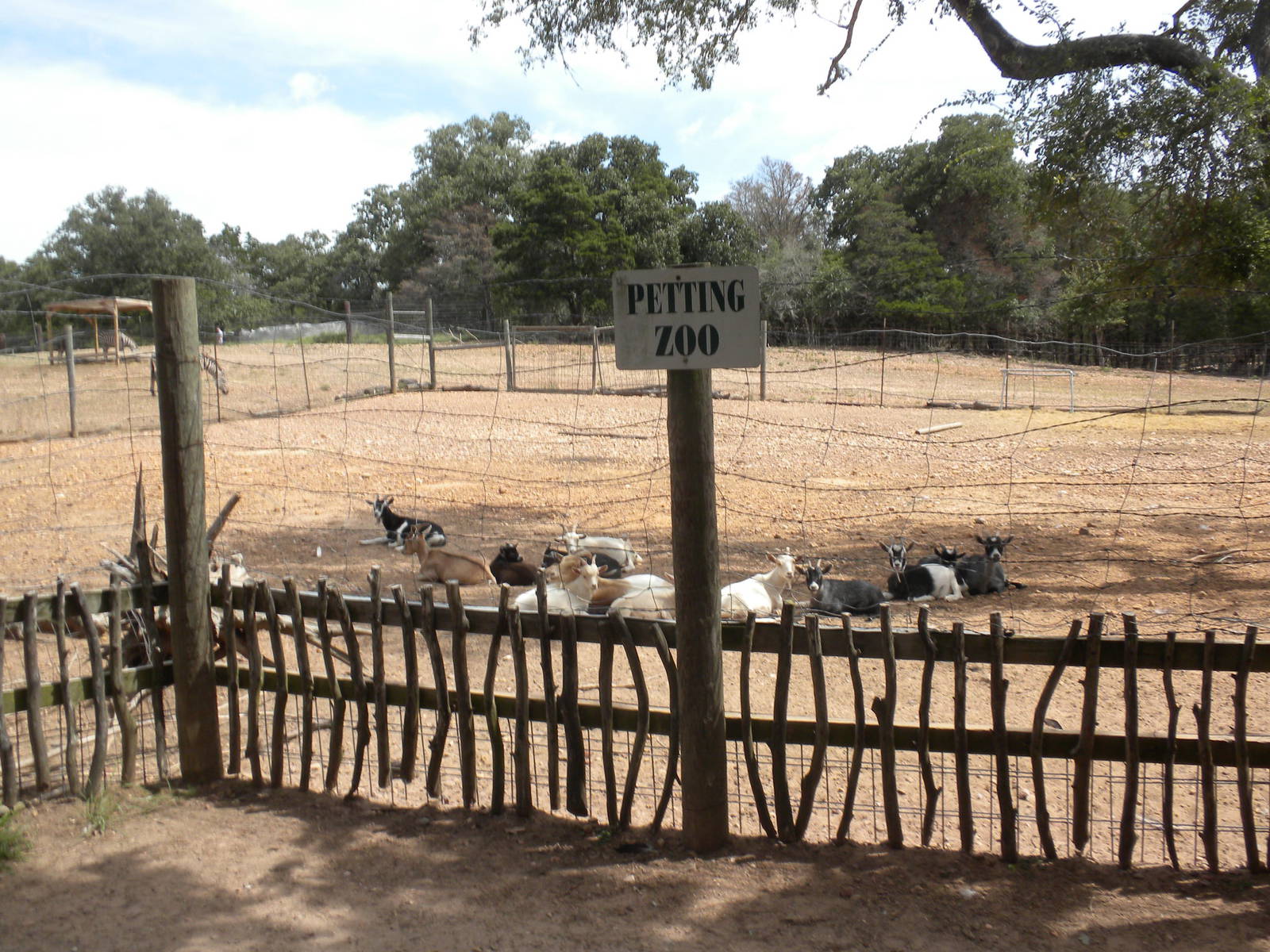 Petting Zoo