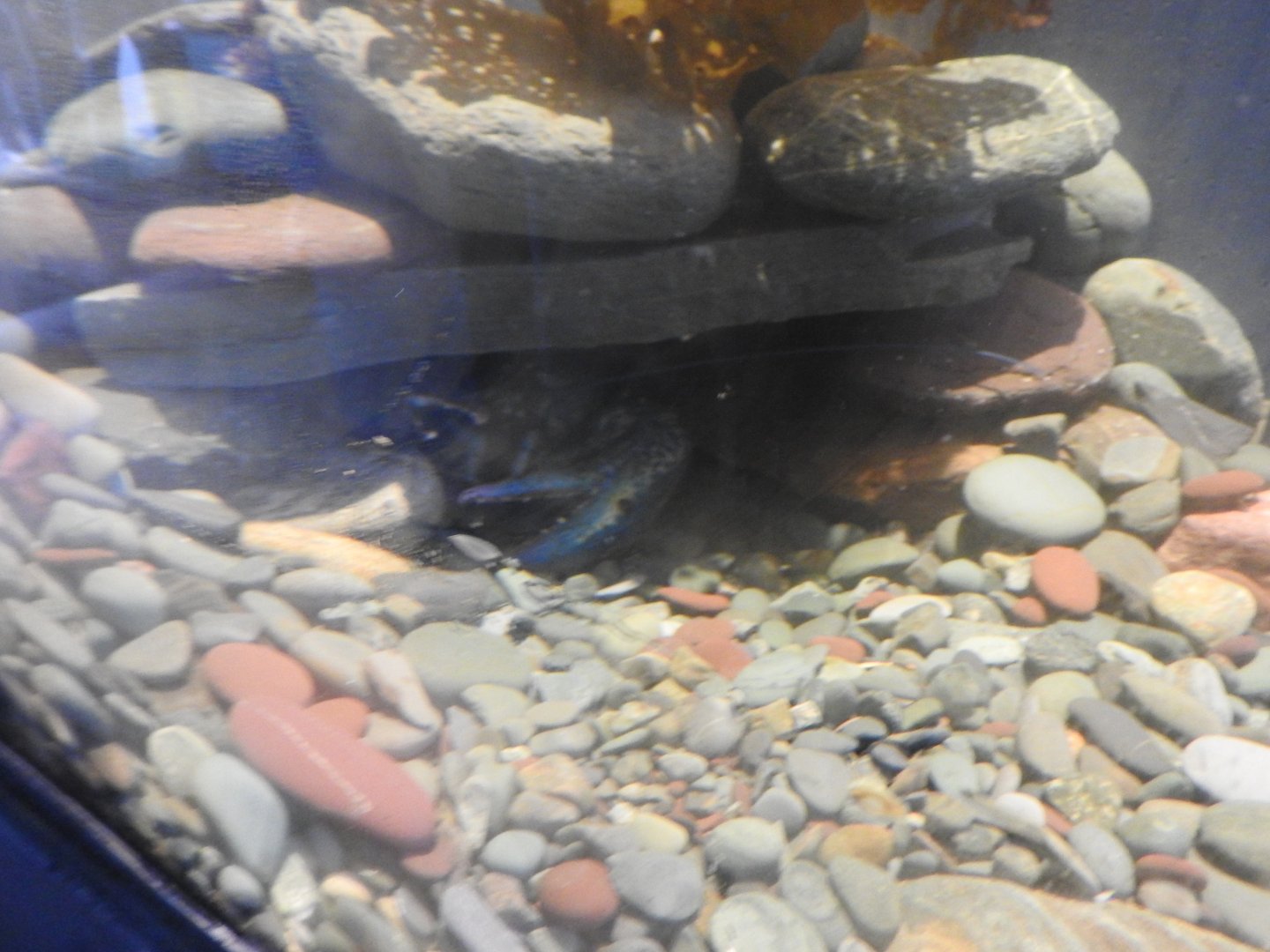 Petty Harbour Mini Aquarium - Blue Lobster