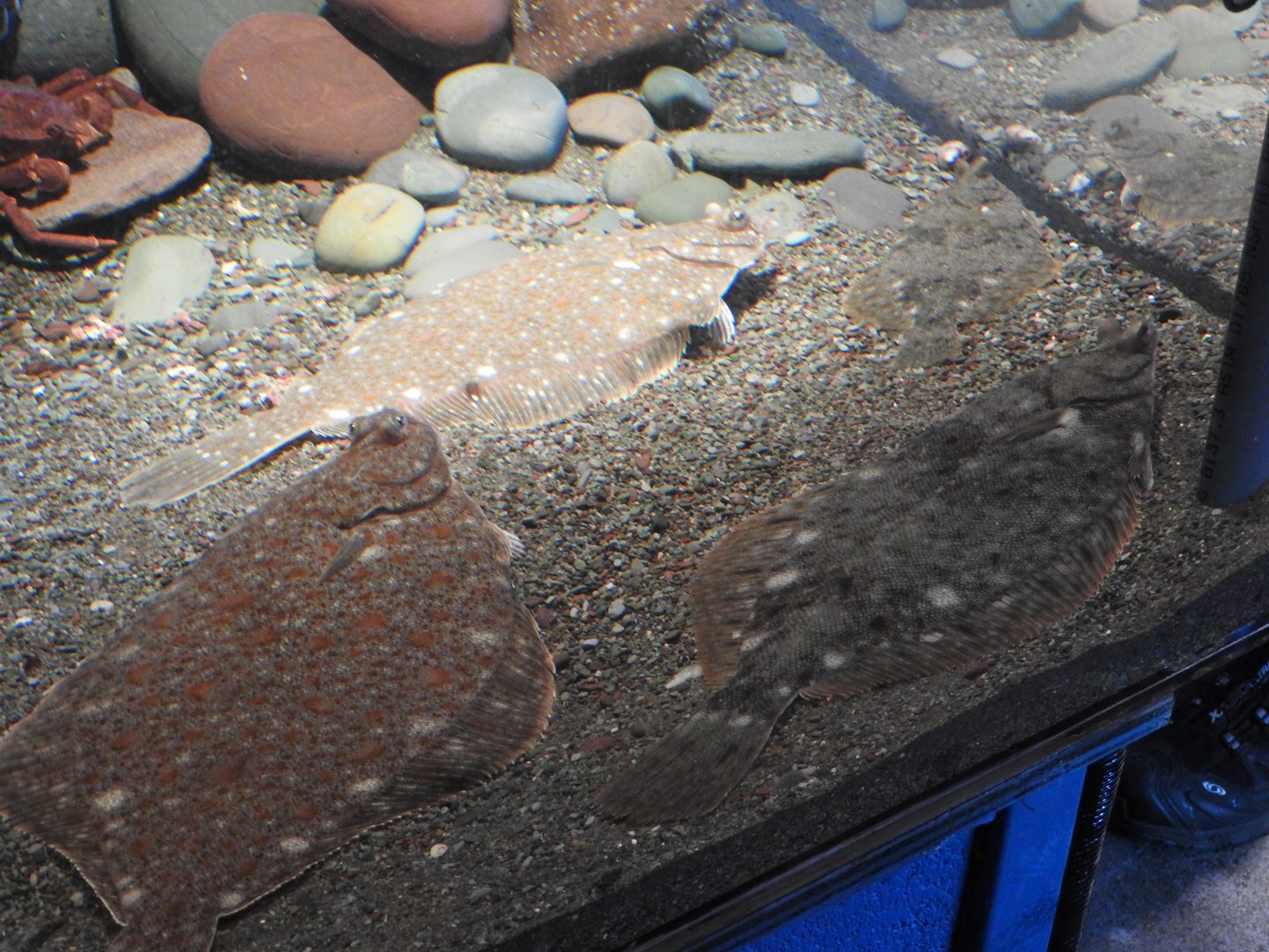 Petty Harbour Mini Aquarium - Flounders