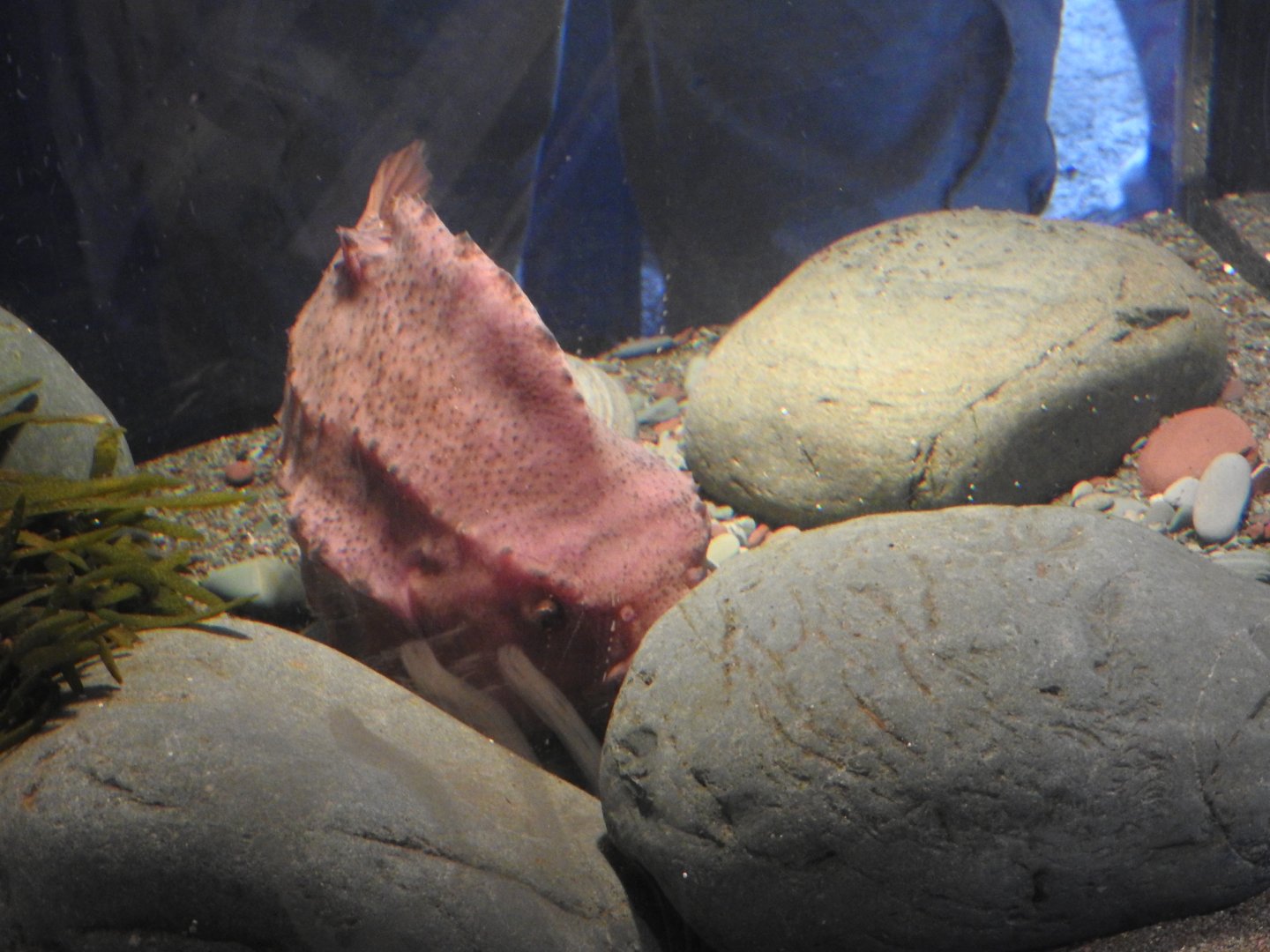 Petty Harbour Mini Aquarium - Lumpfish