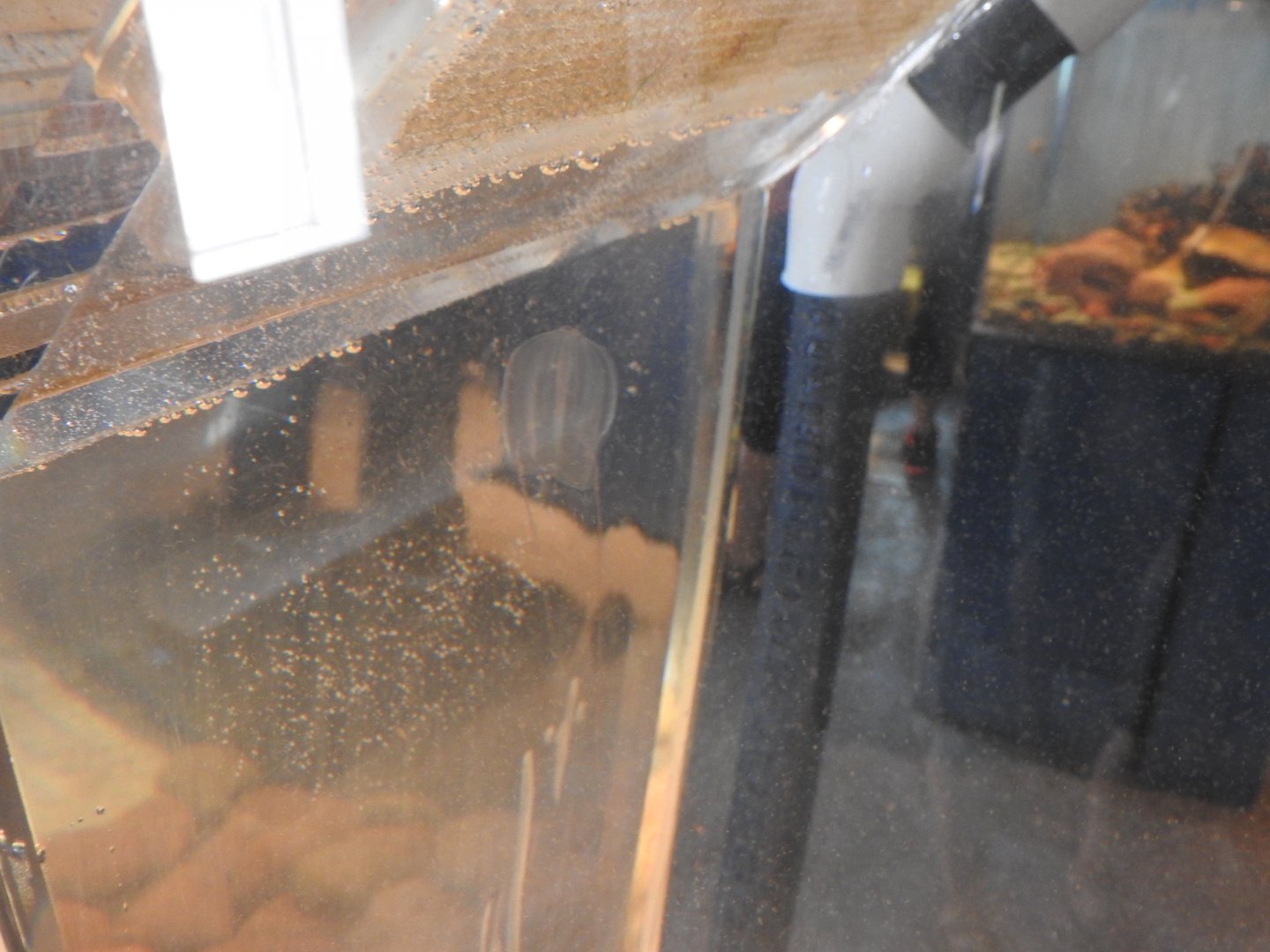 Petty Harbour Mini Aquarium - Sea Gooseberry