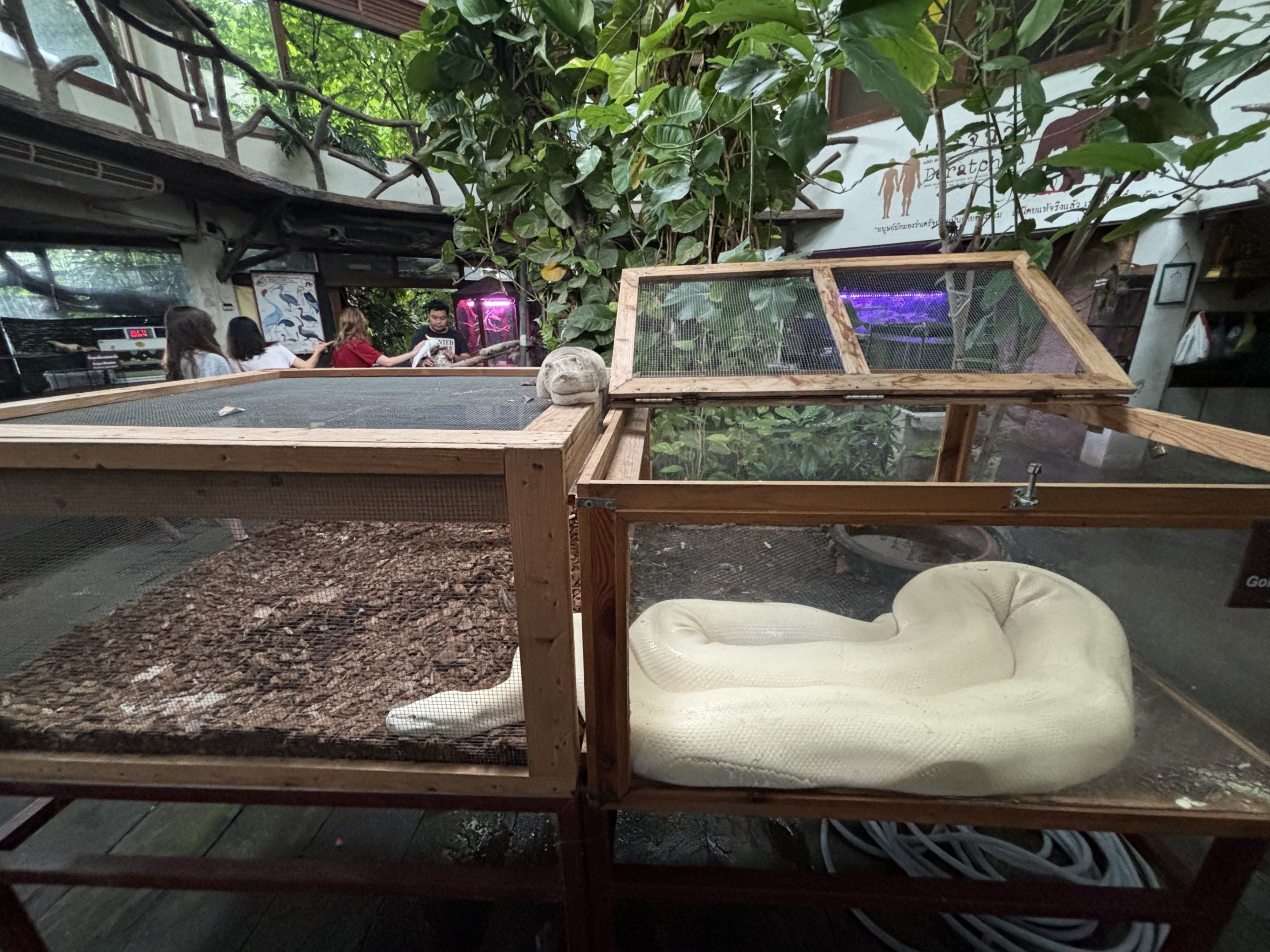 Peuan Deratchan Zoo (open-topped!)