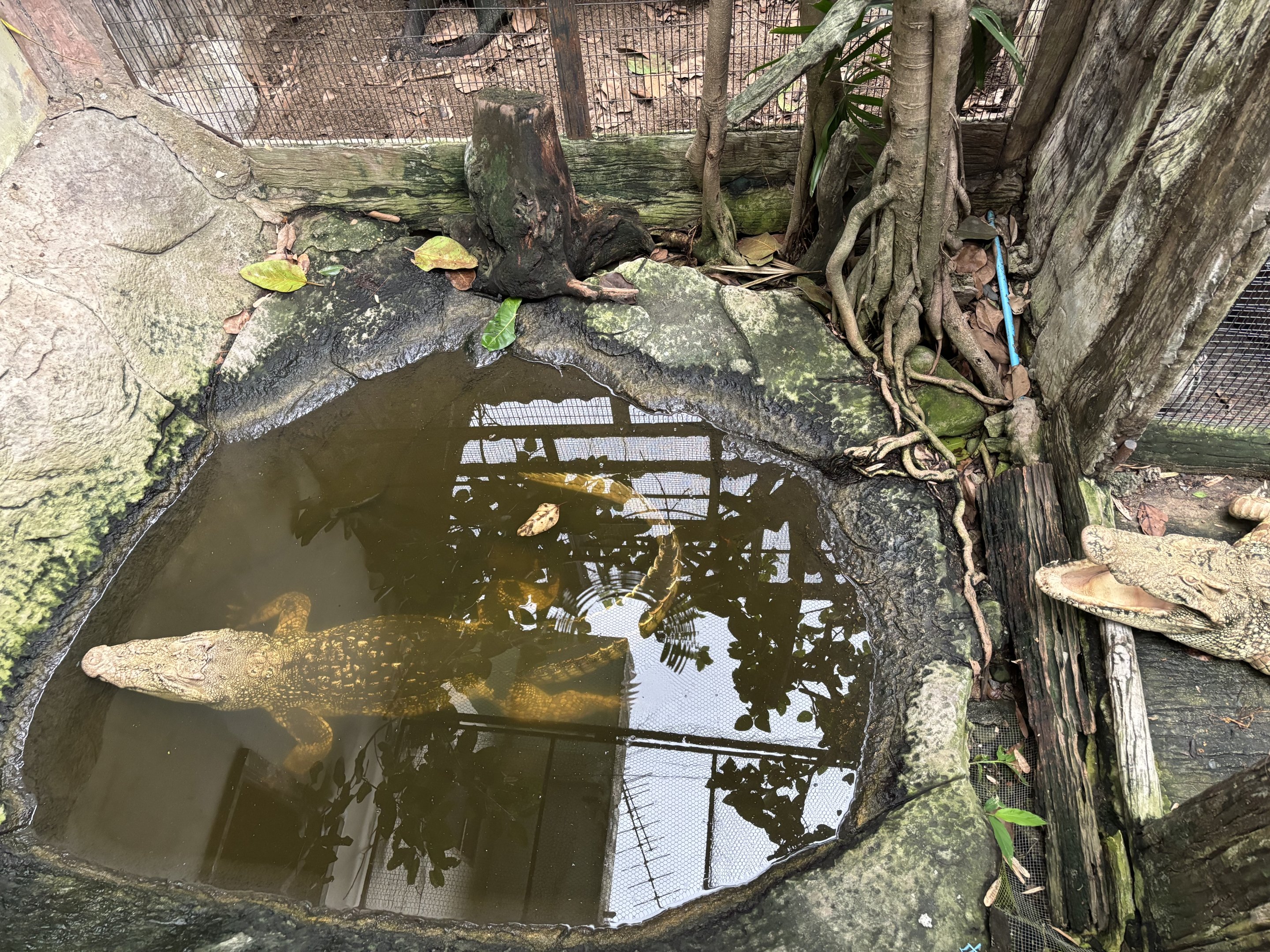 Peuan Deratchan Zoo - Siamese Crocodile Pool