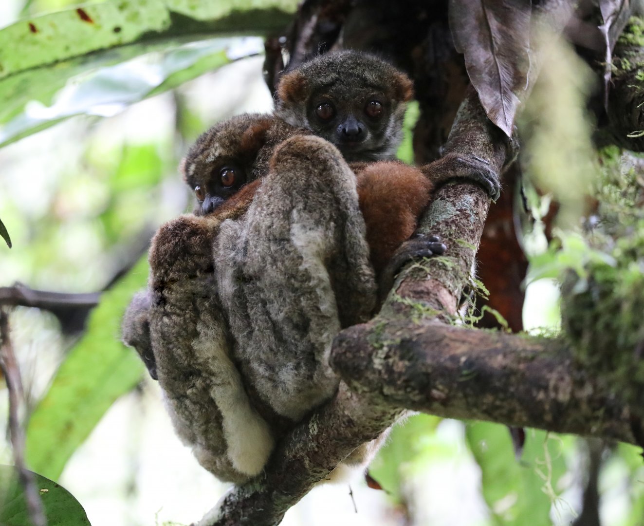 Peyrieras' woolly lemur (Avahi peyrierasi),