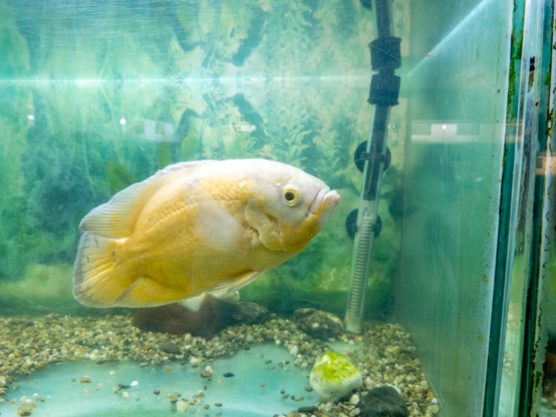 Pfauenaugenbuntbarsch (Astronotus ocellatus)
